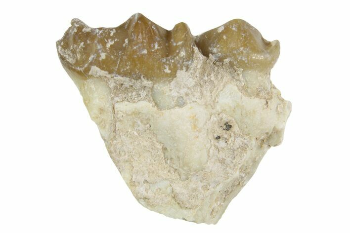 Fossil Horse (Mesohippus) Jaw Section - South Dakota #365220